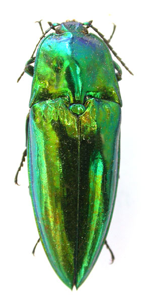 Campsosternus rutilans