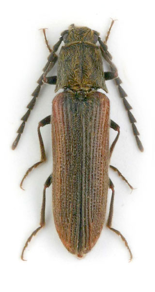 Campylomorphus homalisinus