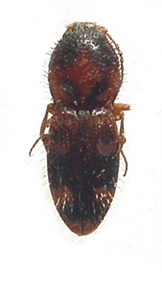 Cardiohypnus kabakovi