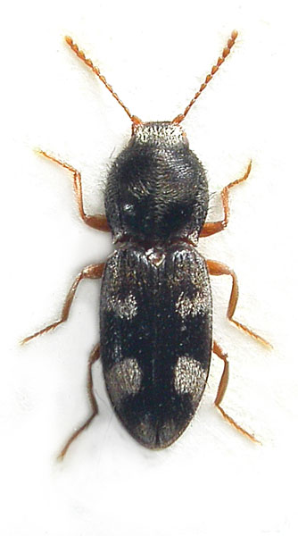 Cardiohypnus wittmeri