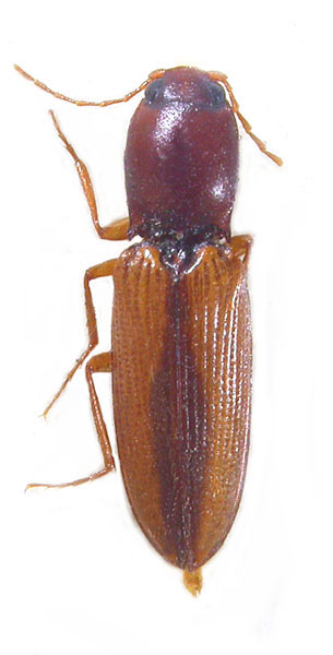 Cardiophorus aegypticus