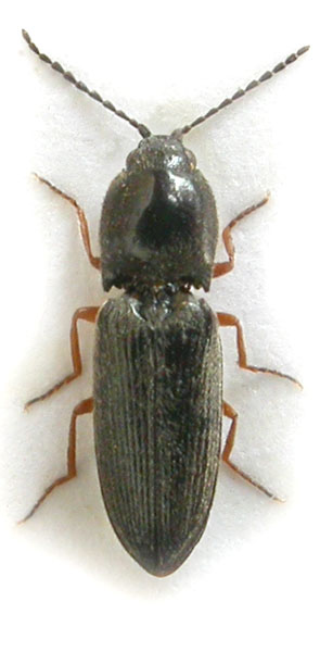 Cardiophorus aemulus