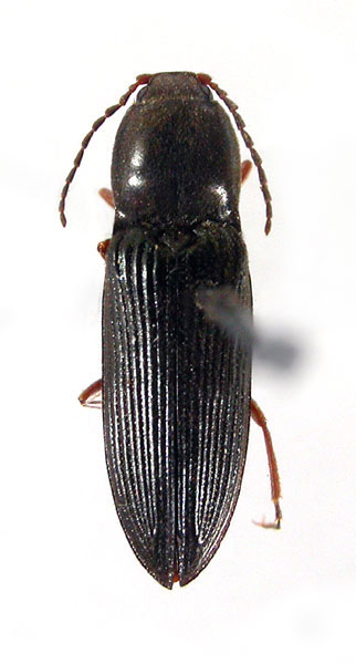 Cardiophorus aenigmatosus