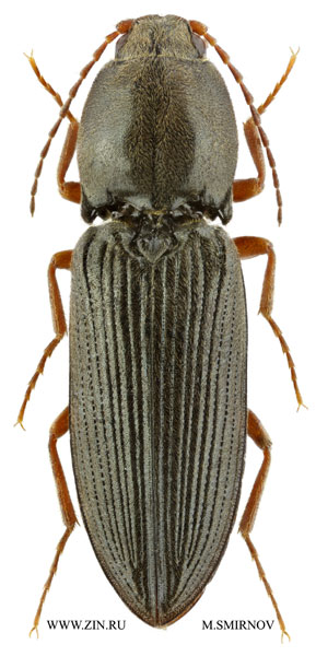Cardiophorus aenigmatosus