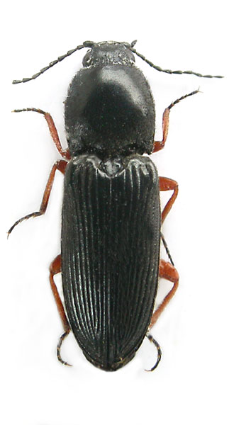 Cardiophorus aetnensis