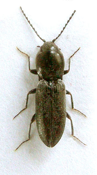 Cardiophorus agilis