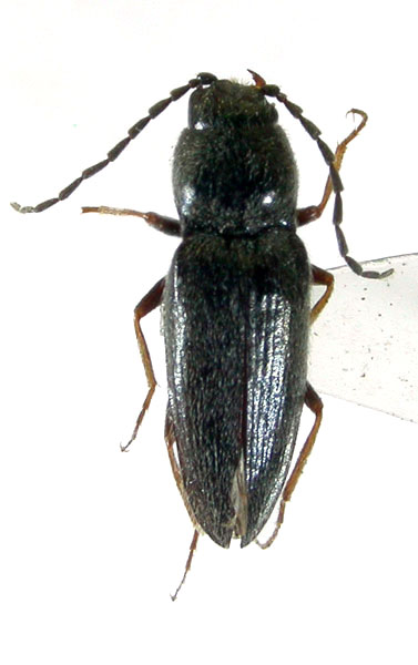 Cardiophorus alienus