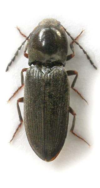 Cardiophorus analis