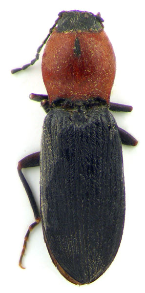 Cardiophorus anatolicus