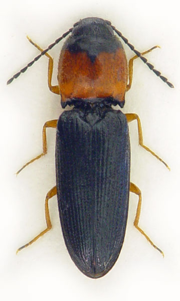 Cardiophorus anticus