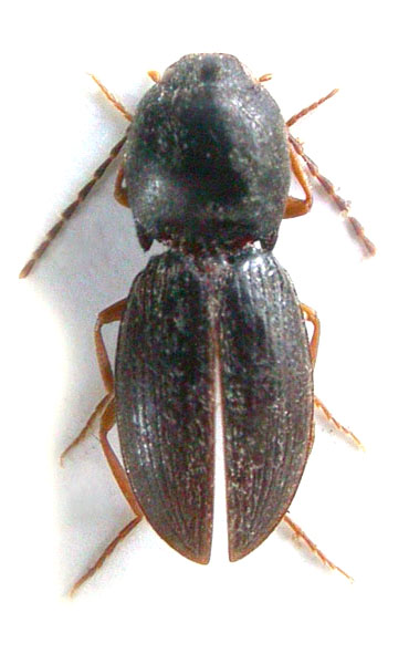 Cardiophorus apterus