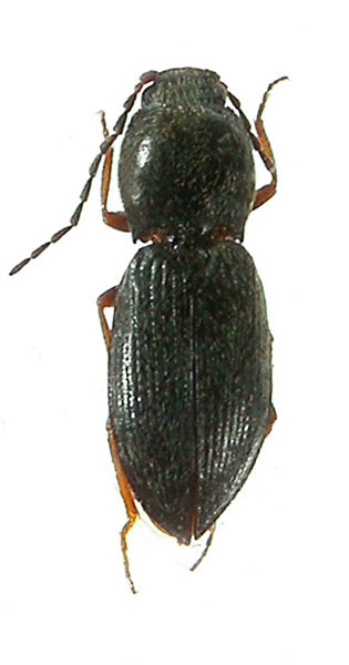 Cardiophorus arcanus