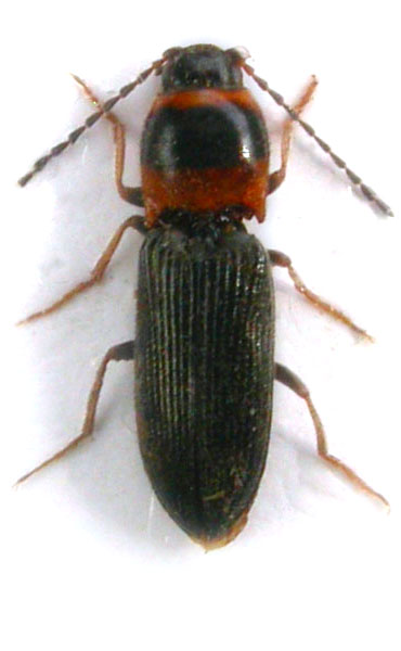Cardiophorus argiolus