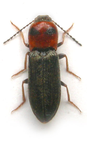 Cardiophorus argiolus