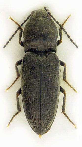 Cardiophorus asellus