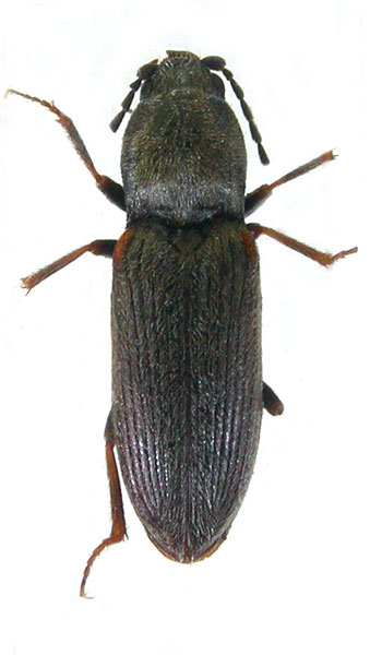 Cardiophorus asper