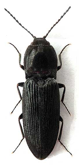 Cardiophorus atramentarius