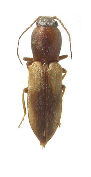 Cardiophorus badchysicus