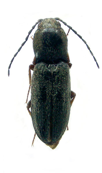 Cardiophorus balchanensis