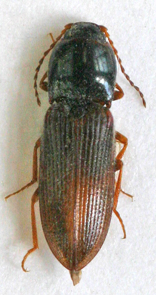 Cardiophorus balearicus