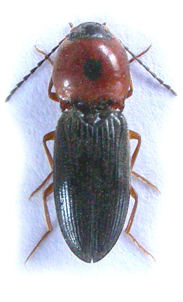 Cardiophorus bellus