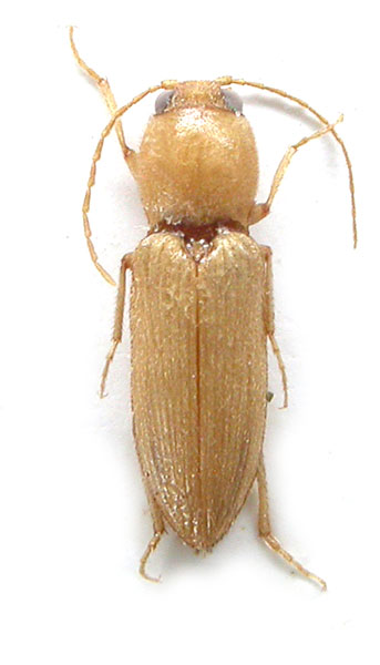 Cardiophorus bezdeki