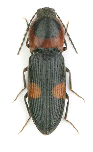 Cardiophorus biguttatus