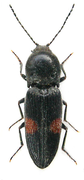 Cardiophorus biguttatus