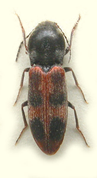 Cardiophorus bipunctatus