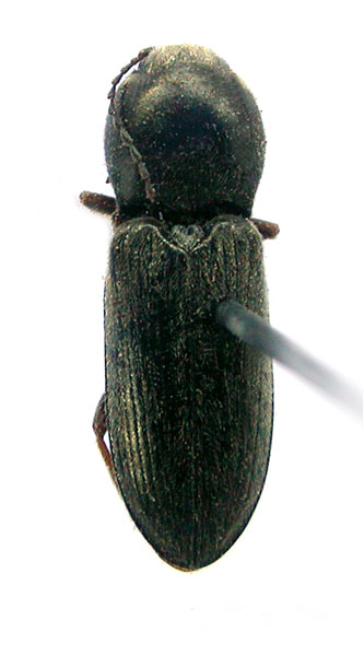 Cardiophorus bogatschevi