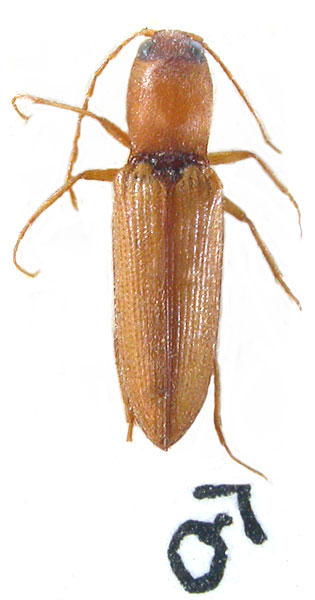 Cardiophorus bonnairei