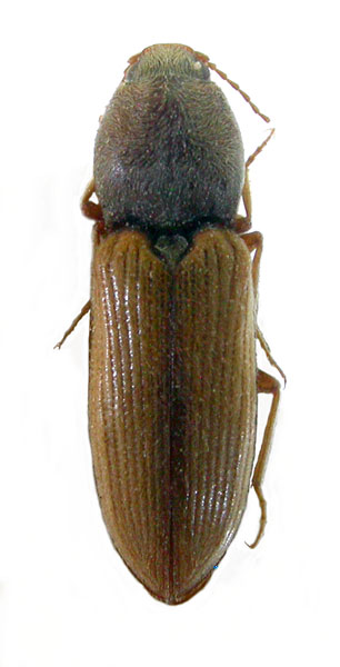 Cardiophorus candezei