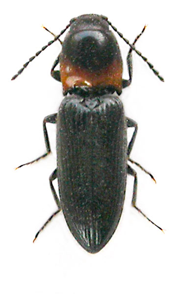 Cardiophorus collaris