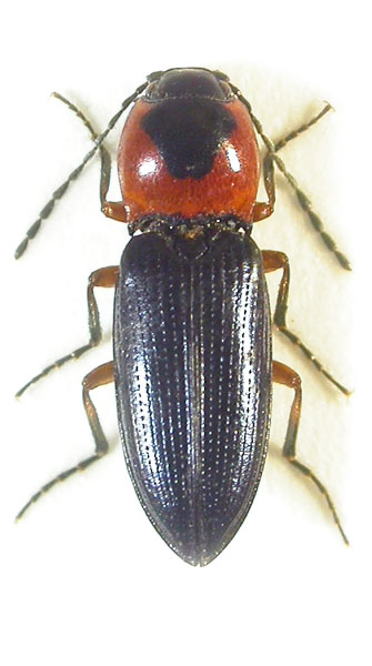 Cardiophorus cyanipennis