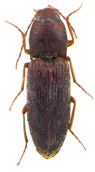 Cardiophorus dicronychoides