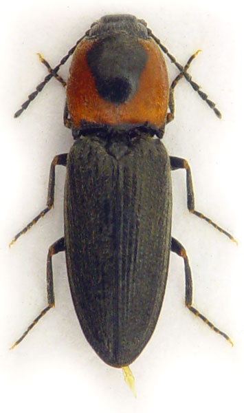 Cardiophorus discicollis