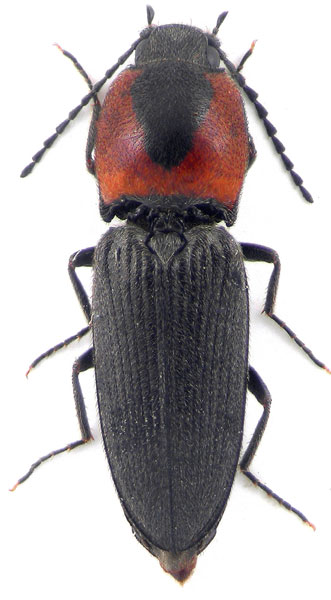 Cardiophorus discicollis