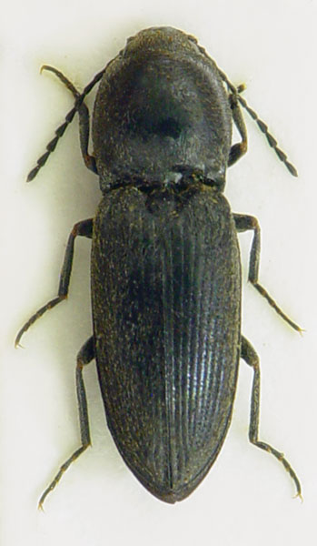 Cardiophorus dolini