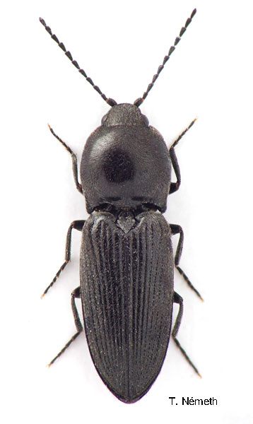 Cardiophorus dolini