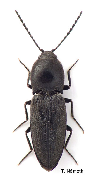 Cardiophorus dolini