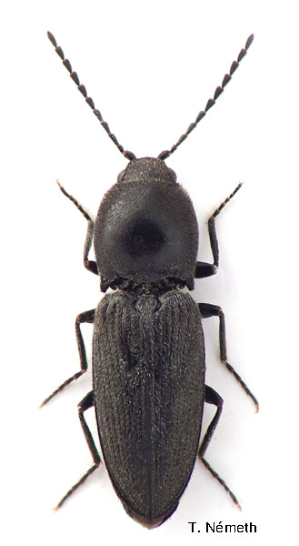 Cardiophorus dolini