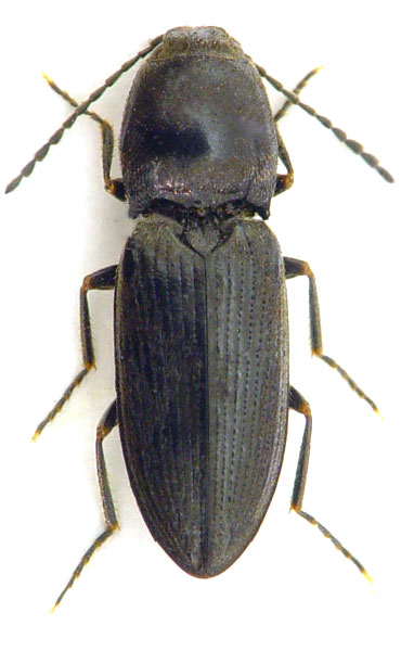 Cardiophorus ebeninus