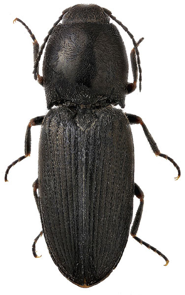 Cardiophorus ebeninus