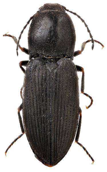 Cardiophorus ebeninus