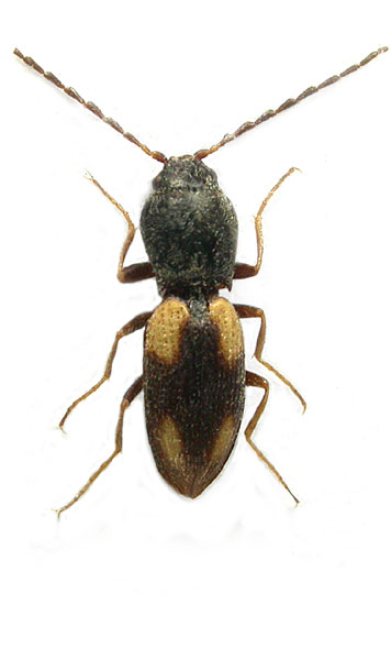 Cardiophorus ecorculatus