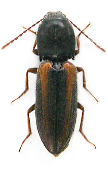 Cardiophorus eleonorae