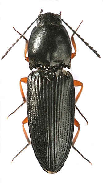 Cardiophorus erichsoni