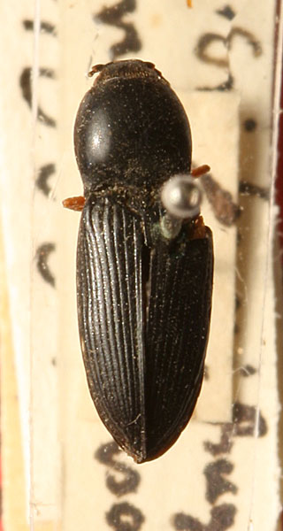 Cardiophorus erichsoni