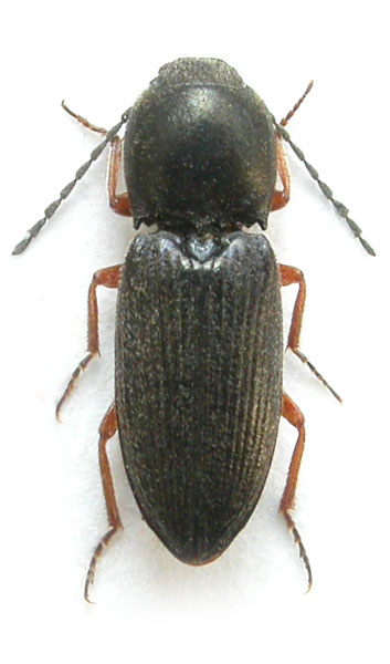 Cardiophorus frequens