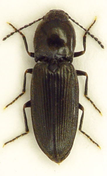 Cardiophorus freudei